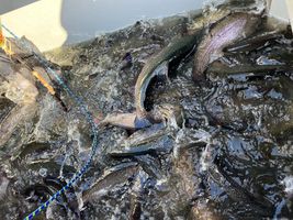 Pstruh-duhovy-trzni-2-2-rotated (1).jpg